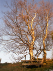 Winter Birches by Sarah Courtney