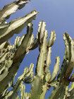 Spanish Cactus by Sarah Courtney