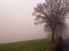 Trees in Fog by Sarah Courtney